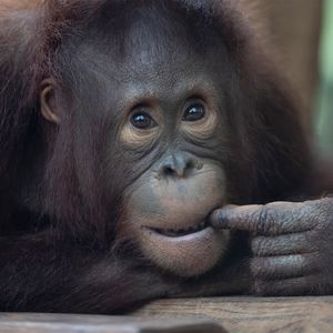 Orang-outan - Animaux extraordinaires du ZooParc