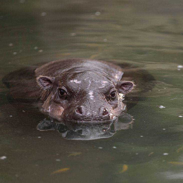 Hippopotame nain - Animaux extraordinaires du ZooParc