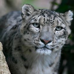 Panthère des neiges - Animaux extraordinaires du ZooParc