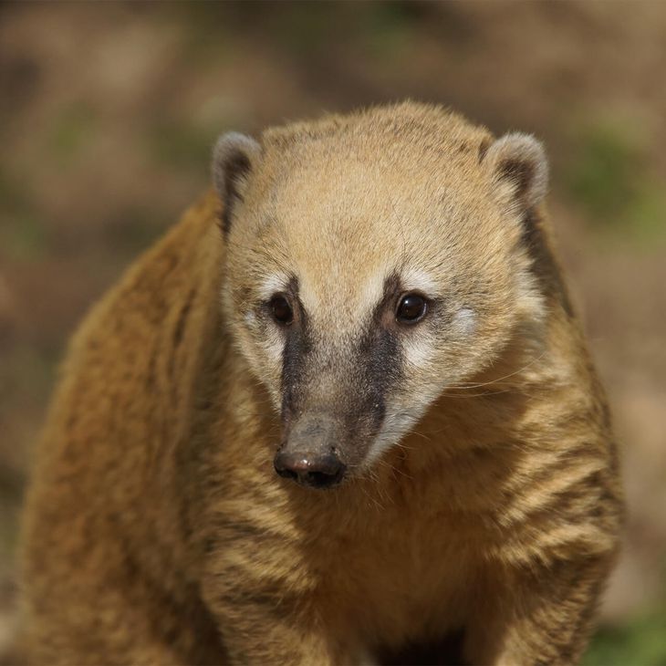 Coati roux - Animaux extraordinaires du ZooParc