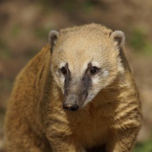 Coati roux - Animaux extraordinaires du ZooParc