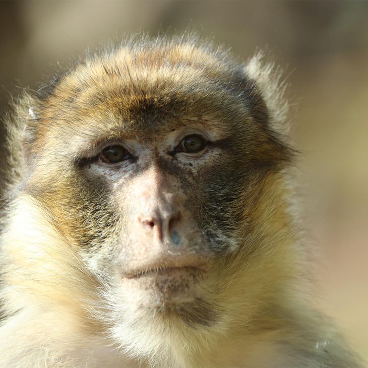 Magot - Animaux extraordinaires du ZooParc