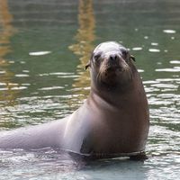 Otarie de Californie - Animaux extraordinaires du ZooParc