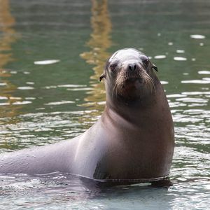 Otarie de Californie - Animaux extraordinaires du ZooParc