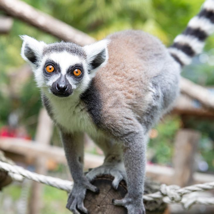 Maki catta - Animaux extraordinaires du ZooParc
