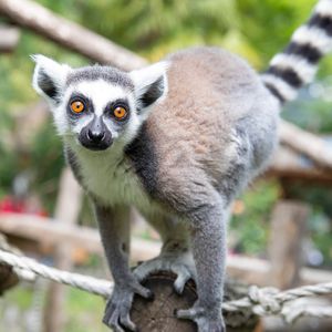 Maki catta - Animaux extraordinaires du ZooParc