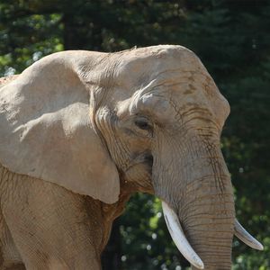 Éléphant d'Afrique - Animaux extraordinaires du ZooParc