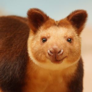 Dendrolague de Goodfellow - Animaux extraordinaires du ZooParc