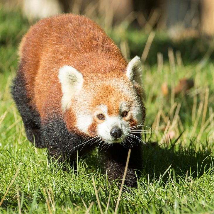 Panda roux - Animaux extraordinaires du ZooParc