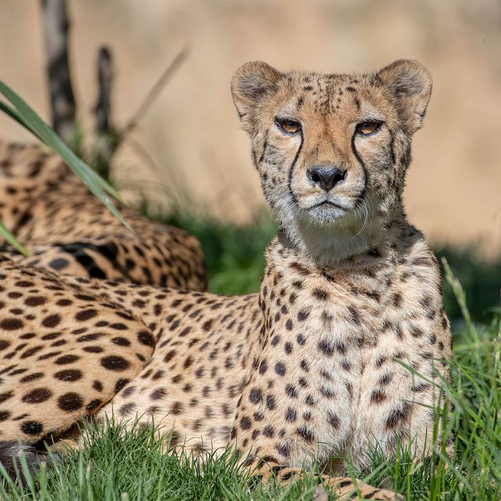 Guépard - Animaux extraordinaires du ZooParc