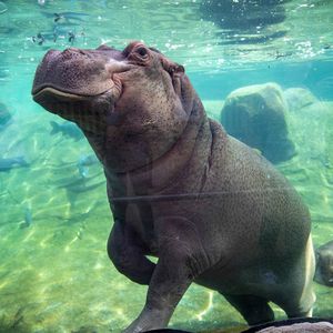 Hippopotame - Animaux extraordinaires du ZooParc