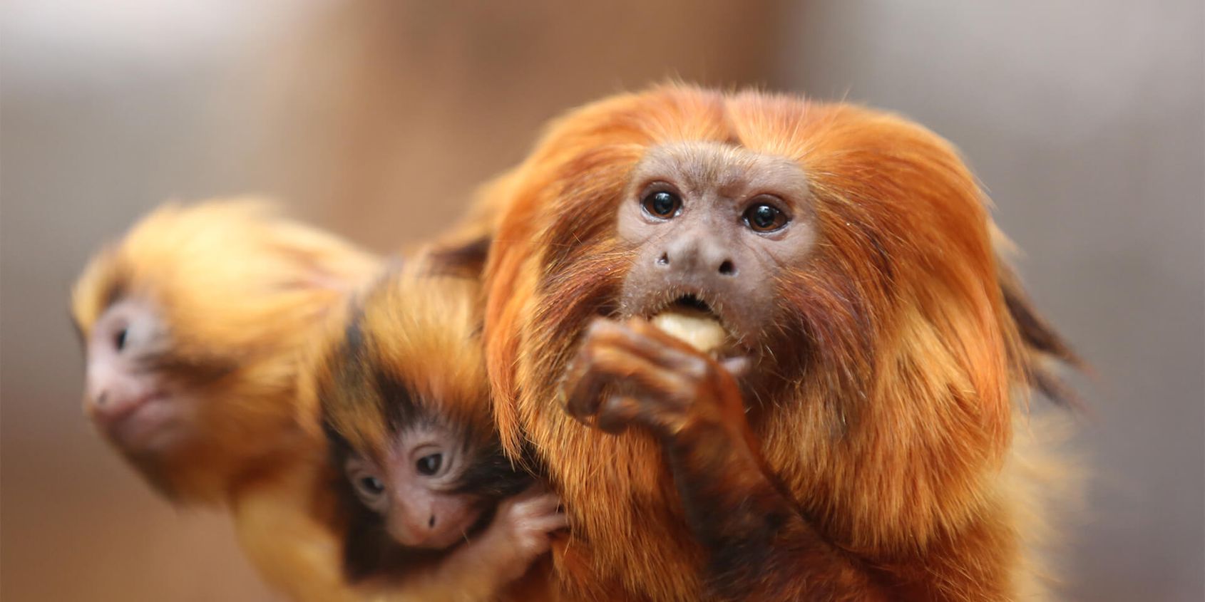 Tamarin lion doré qui mange - Les animaux du Dôme Équatorial - ZooParc de Beauval