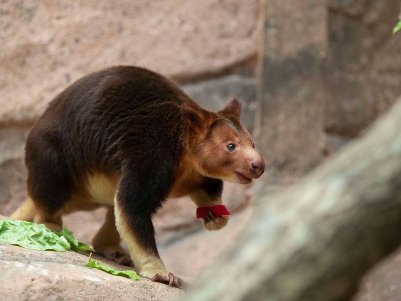 Dendrolague de Goodfellow - Animaux extraordinaires du ZooParc