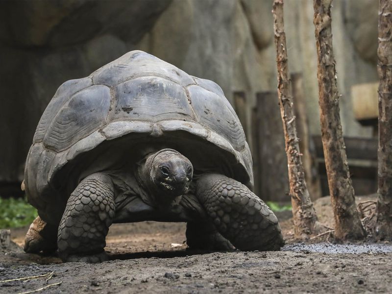 Tortue géante d'Aldabra - Animaux extraordinaires du ZooParc
