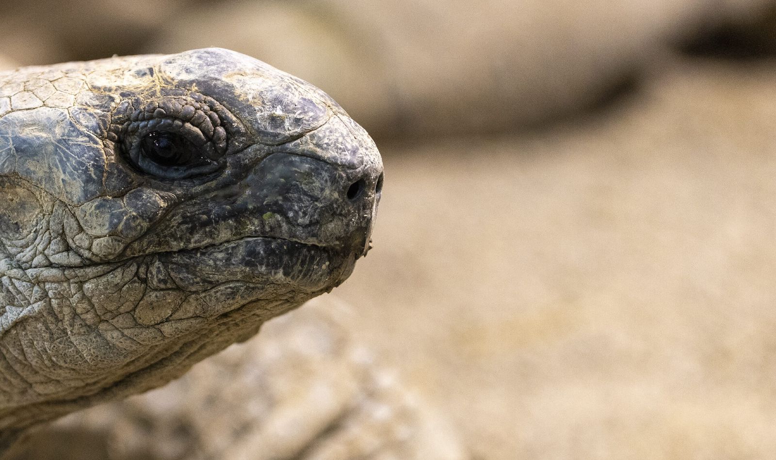 Tortue géante d'Aldabra - Animaux extraordinaires du ZooParc