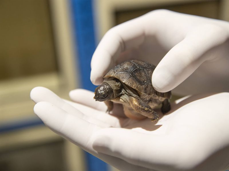 Tortue géante d'Aldabra - Animaux extraordinaires du ZooParc