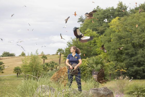 Les Maîtres des Airs - Spectacle d'oiseaux - Vacances en famille au ZooParc de Beauval