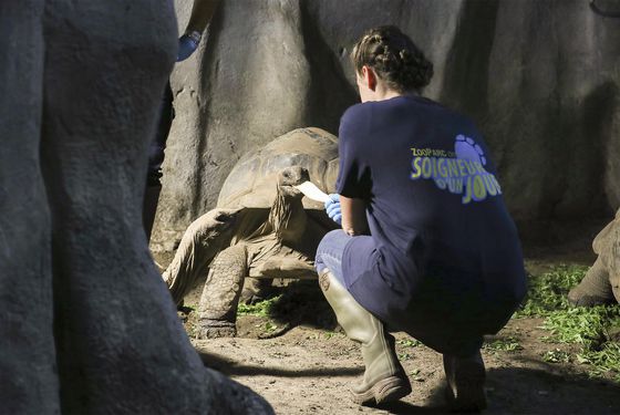 Nourrissage tortues d'Aldabra - Activité Soigneur d'un Jour - Vacances en famille au ZooParc de Beauval