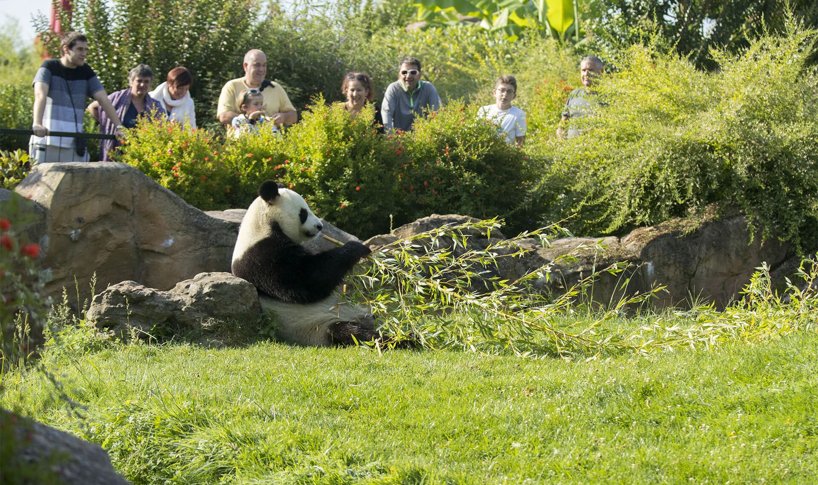 Visiteurs devant un panda géant - Vacances en famille au ZooParc de Beauval