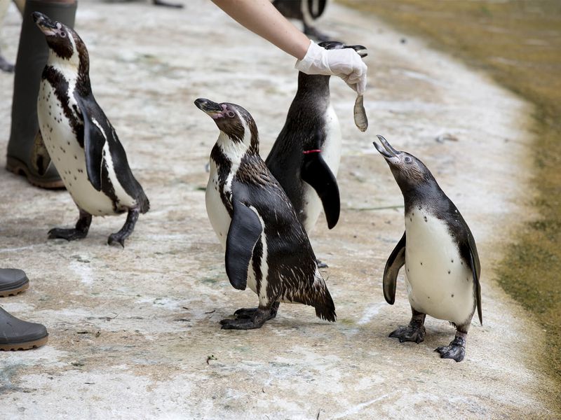 Nourrir les manchots - Activité Soigneur d'un Jour - ZooParc de Beauval