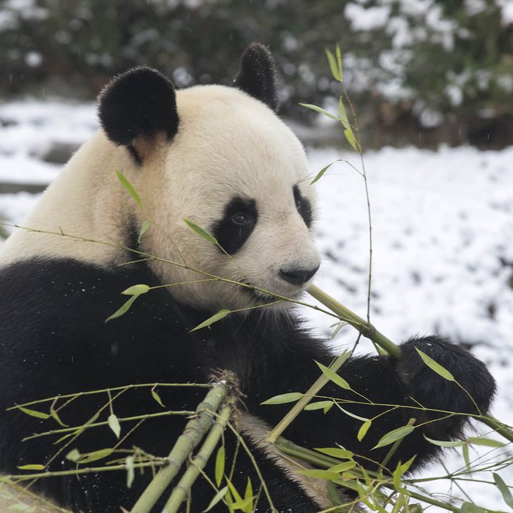 Panda géant sous la neige - Venir en famille - Saison hiver - ZooParc de Beauval