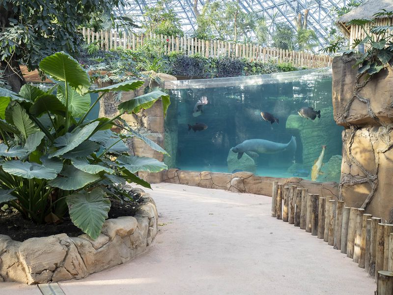Intérieur du Dôme Équatorial devant le bassin des lamantins - Venir en famille - Saison hiver - ZooParc de Beauval