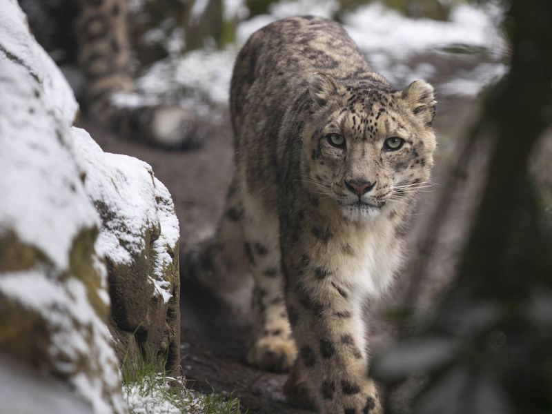 Panthère des neiges sous la neige - Venir en famille - Saison hiver - ZooParc de Beauval