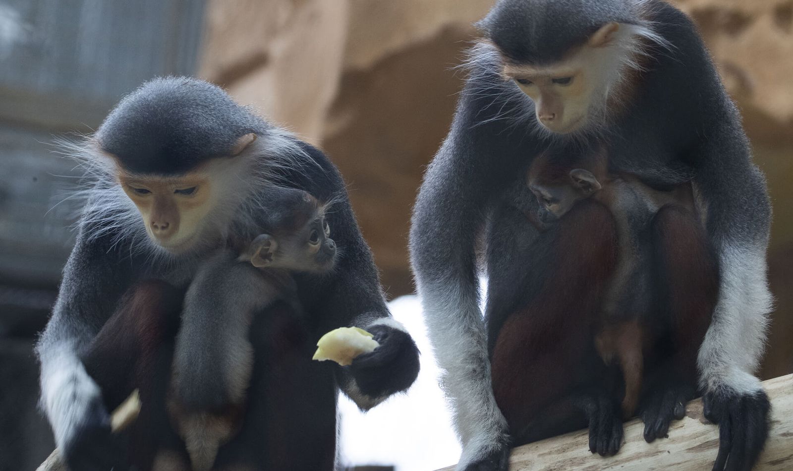 Langur de Douc - Animaux extraordinaires du ZooParc