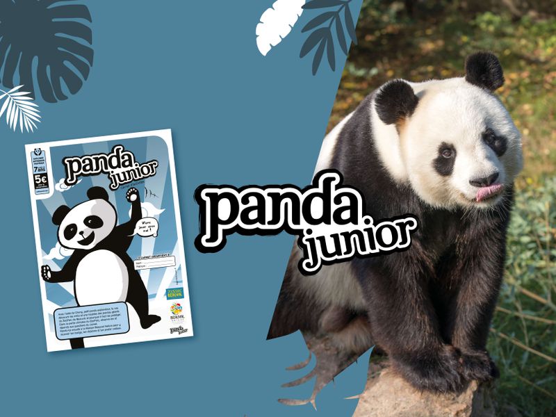 Carnet Panda Junior - Activités du ZooParc de Beauval