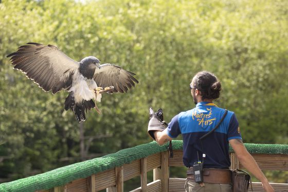 Représentation d'oiseaux Les Maîtres des Airs - Week-end en famille au ZooParc de Beauval