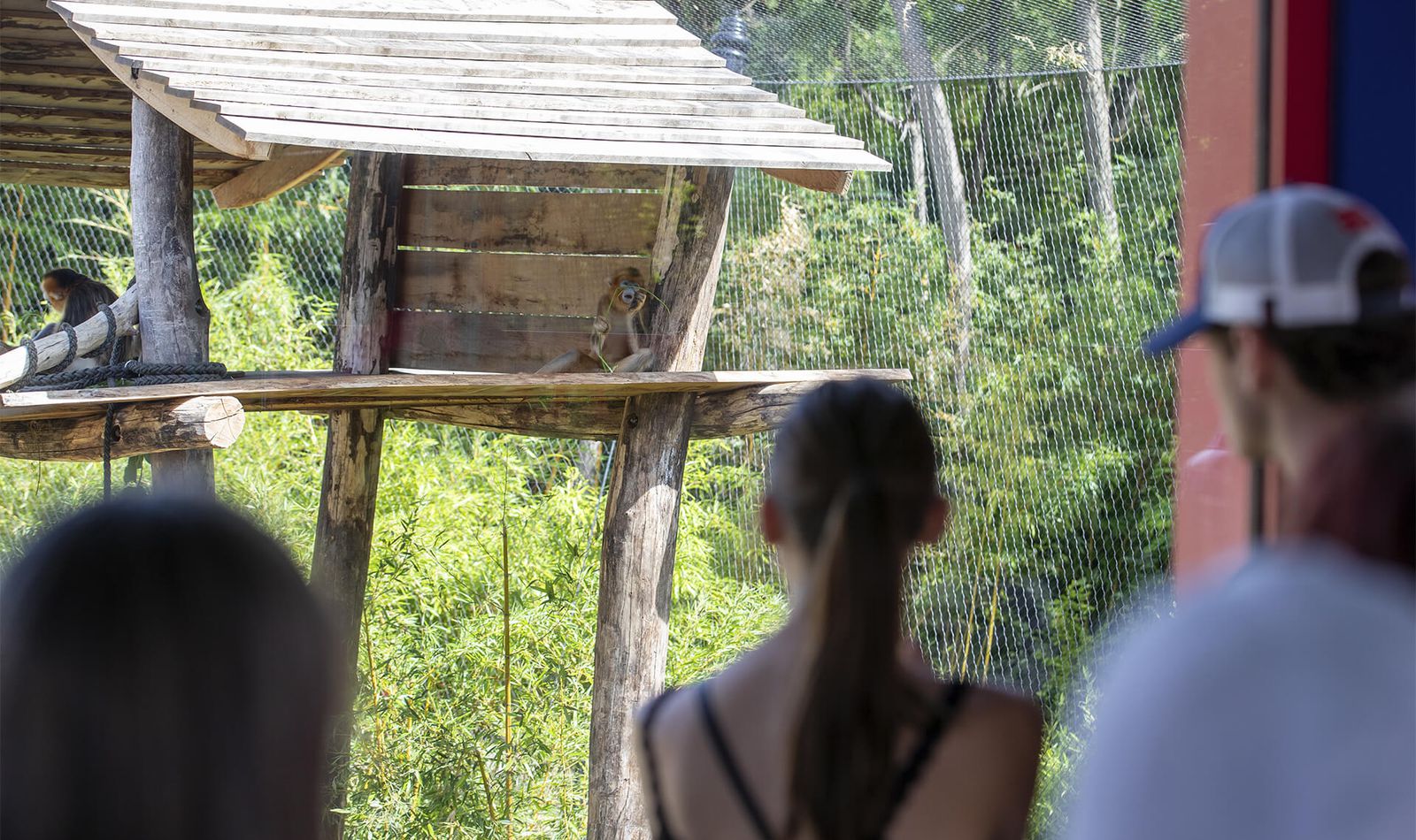 Visiteurs devant les singes dorés - Week-end en famille au ZooParc de Beauval